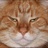 NeKo喵