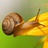snail