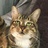 猫男