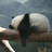 panda_frances