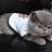 格森猫