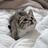 喵喵妙妙猫猫