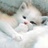 游荡的猫。