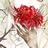 江三山前吃荔枝