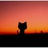 夕阳下的小猫咪