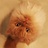 大猫小狮子