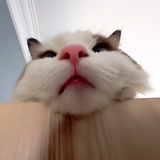 亢蒙