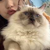 辛西娅毛豆