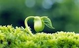 溪水清