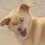 遥淼