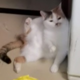 wendysasa