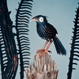 Ukumaiya