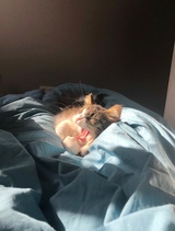 弱虫