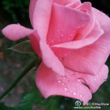 珍珠