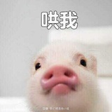 张怡