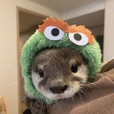 观不兴