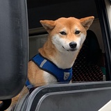 老司机