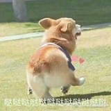 狗狗形橙皮可可