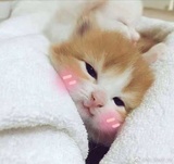 惜伤隐