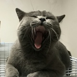 Li二喵
