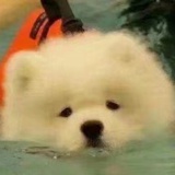 桃浪一