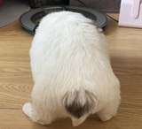 吴大宝