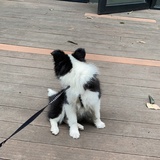 门德罗松