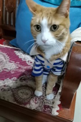 小猫爱咬人