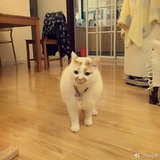 岛