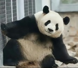 陌上吟