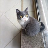 拂衣