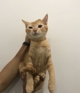 贤坚喂带住鳌拜