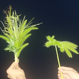 小兔狼尾