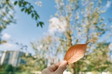西瓜花儿