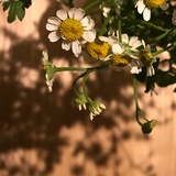 藤树