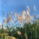 笨笨莹
