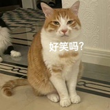 喵桑