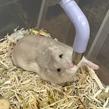 番茄酱炒土豆丝
