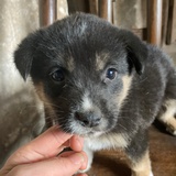 宁狗