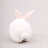 海豚