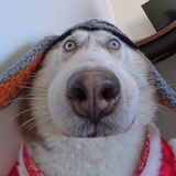 休莫