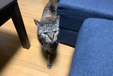 簡樸宅