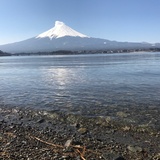 薯地柔