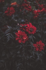夏