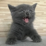 猫与猫与废物