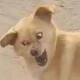 大辛