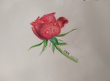 樱花满天