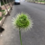 奶绿