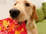 乌龙拿铁不加糖