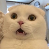 有心没肺咸鱼董